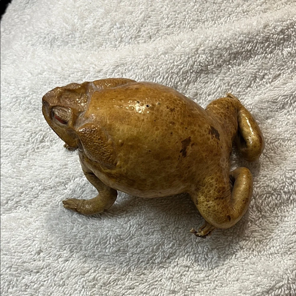 Realistic Brown Toad Ornament for Reptile Enclosures